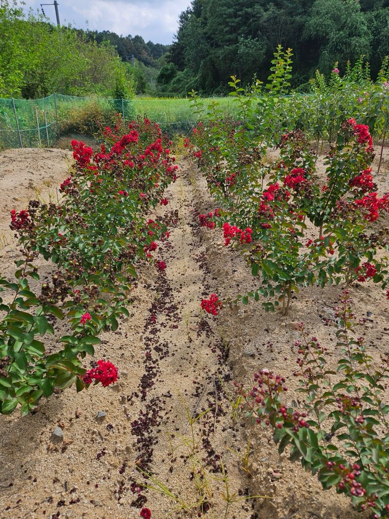 일심묘목농원님의 장터 판매 상품 [다이너마이트백일홍 3년생 개화주 분묘] 첨부 사진