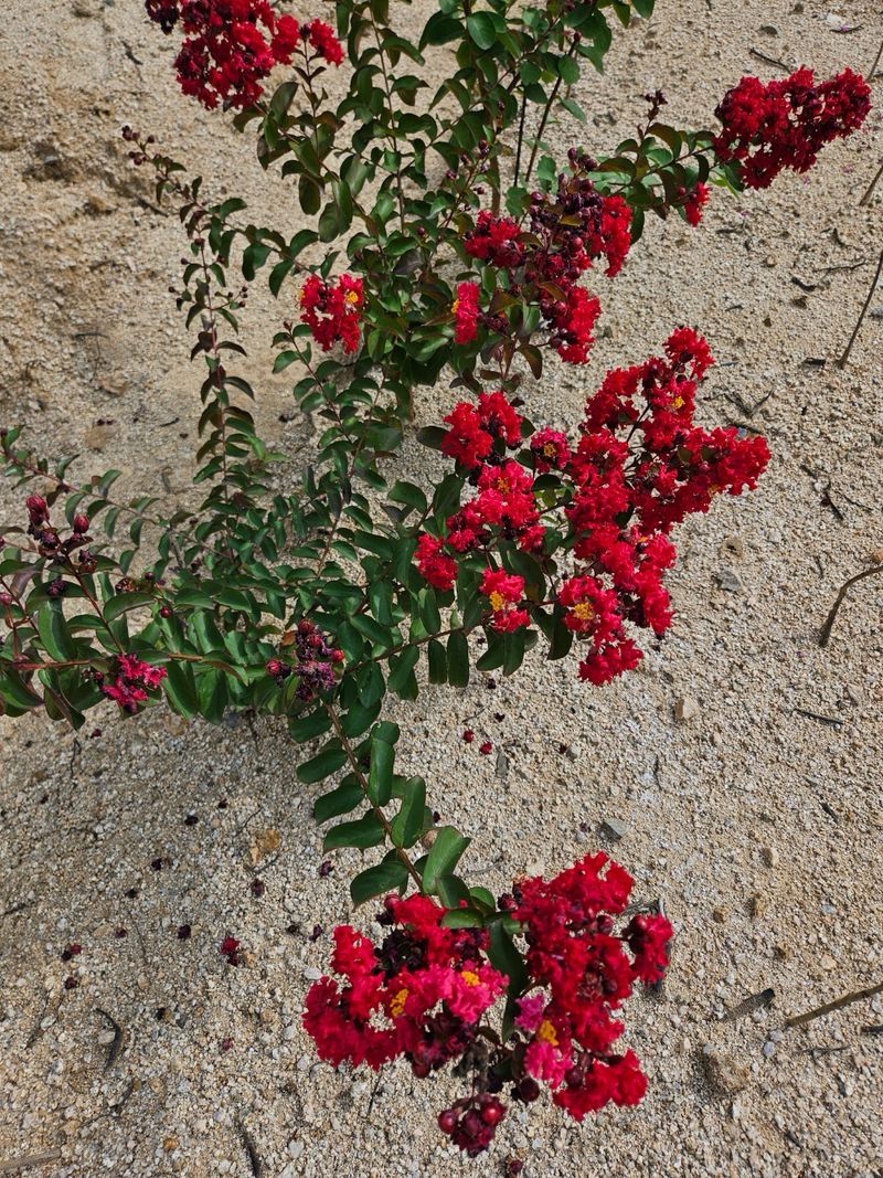 일심묘목농원님의 장터 판매 상품 [다이너마이트백일홍 3년생 개화주 분묘] 첨부 사진