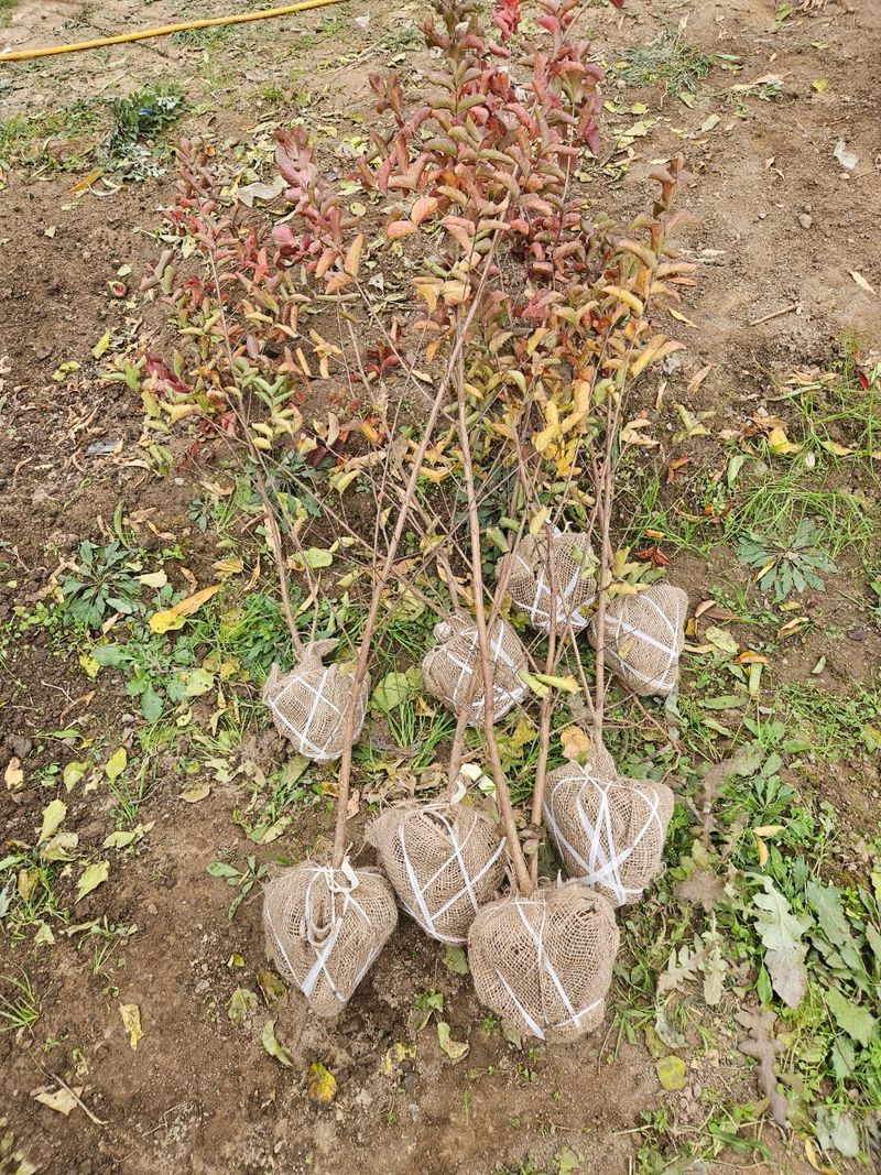 일심묘목농원님의 장터 판매 상품 [다이너마이트백일홍 3년생 개화주 분묘] 첨부 사진