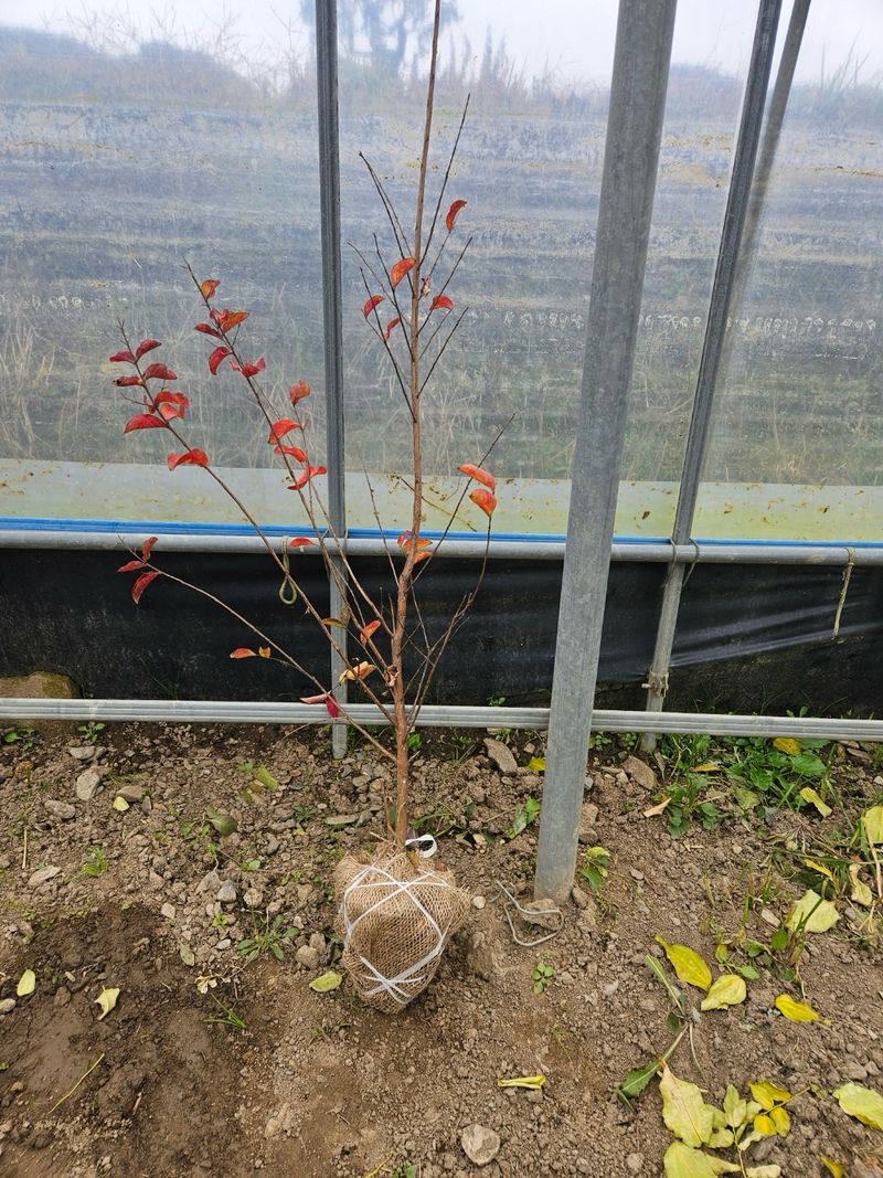 일심묘목농원님의 장터 판매 상품 [다이너마이트백일홍 3년생 개화주 분묘] 첨부 사진