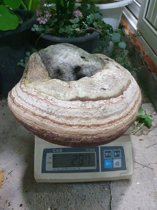 예천토종꿀벌 님의 작성글 사진