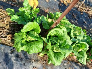 상훈경영체등록5년차님의 자유주제 · 자유게시판 작성글 사진