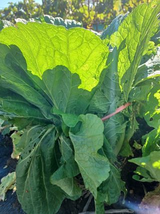 상훈경영체등록5년차님의 자유주제 · 자유게시판 작성글 사진