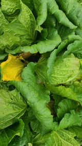 팜모닝 배추·영농일지 게시글 이미지