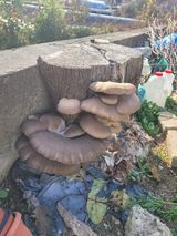 팜모닝 자유주제·자유게시판 게시글 이미지