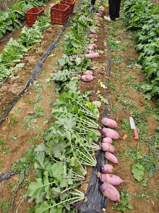 손현순님의 자유주제 · 자유게시판 작성글 사진