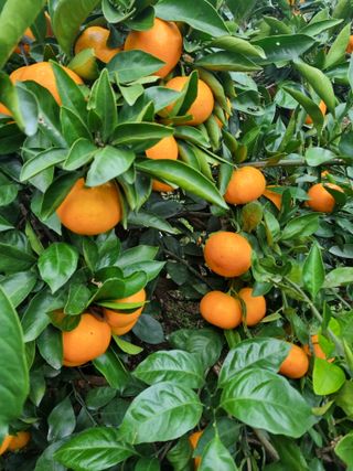 부금리(금강농원)님의 자유주제 · 자유게시판 작성글 사진