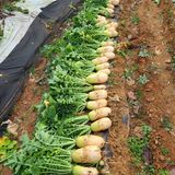 팜모닝 자유주제·자유게시판 게시글 이미지