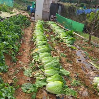 철우(이철우)님의 자유주제 · 자유게시판 작성글 사진