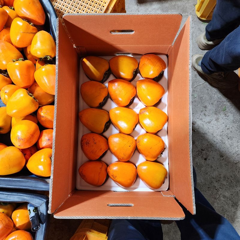 하동삼삼오오님의 장터 판매 상품 [악양 대봉감(40과)-10kgㅡ보류] 첨부 사진