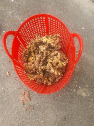 무상(無常)님의 우리집 김장 자랑하기 · 참여글 작성글 사진