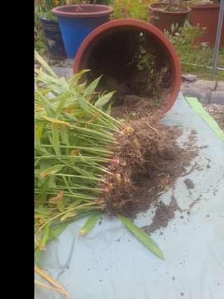 무상(無常)님의 우리집 김장 자랑하기 · 참여글 작성글 사진