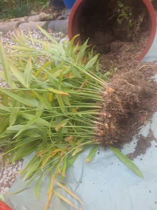 무상(無常)님의 우리집 김장 자랑하기 · 참여글 작성글 사진