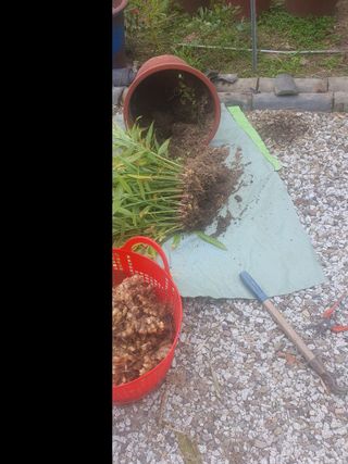 무상(無常)님의 우리집 김장 자랑하기 · 참여글 작성글 사진