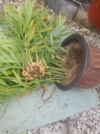 무상(無常)님의 우리집 김장 자랑하기 · 참여글 작성글 사진