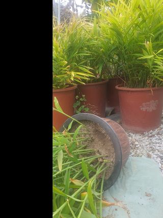 무상(無常)님의 우리집 김장 자랑하기 · 참여글 작성글 사진