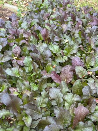 김유순님의 우리집 김장 자랑하기 · 참여글 작성글 사진