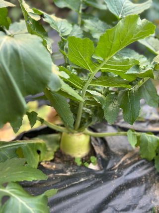 김유순님의 우리집 김장 자랑하기 · 참여글 작성글 사진