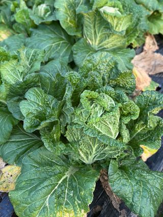 김유순님의 우리집 김장 자랑하기 · 참여글 작성글 사진