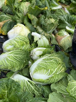 김유순님의 우리집 김장 자랑하기 · 참여글 작성글 사진