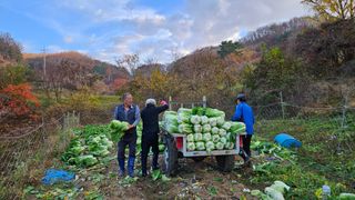 정영진님의 우리집 김장 자랑하기 · 참여글 작성글 사진