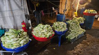 정영진님의 우리집 김장 자랑하기 · 참여글 작성글 사진