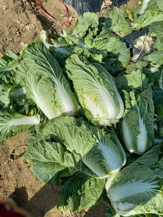 김영문님의 자유주제 · 자유게시판 작성글 사진