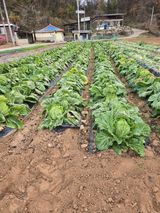 팜모닝 우리집 김장 자랑하기·참여글 게시글 이미지