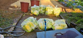 장용선 사진작가농부님의 우리집 김장 자랑하기 · 참여글 작성글 사진