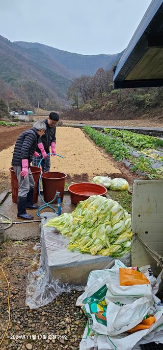 장용선 사진작가농부님의 우리집 김장 자랑하기 · 참여글 작성글 사진