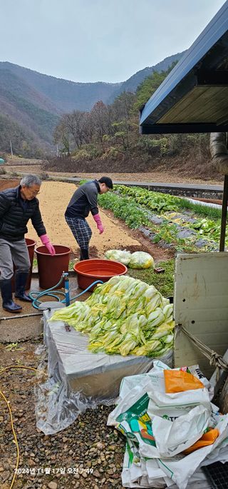 장용선 사진작가농부님의 우리집 김장 자랑하기 · 참여글 작성글 사진