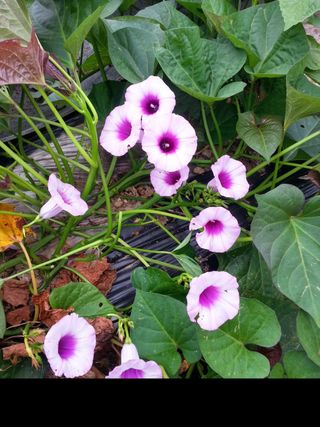 홍성호님의 자유주제 · 자유게시판 작성글 사진