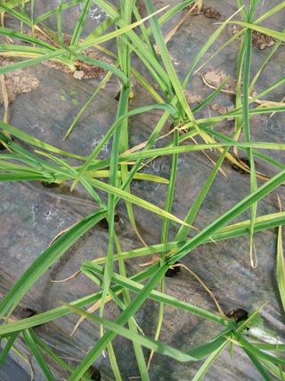 하지현님의 마늘 · 병해충상담 작성글 사진