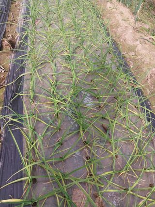 하지현님의 마늘 · 병해충상담 작성글 사진