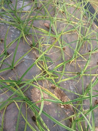 하지현님의 마늘 · 병해충상담 작성글 사진