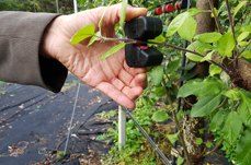 포깅농자재님의 장터 판매 상품 [다인산업 빨리추 ] 첨부 사진