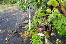 포깅농자재님의 장터 판매 상품 [다인산업 빨리추 ] 첨부 사진