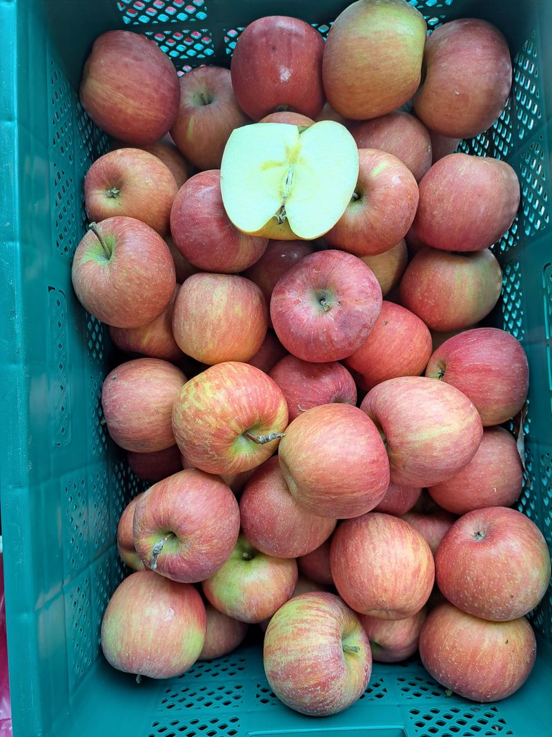 박수정님의 장터 판매 상품 [못난이사과4.5키로 ] 첨부 사진