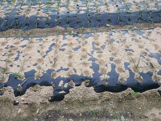 투유님의 농사, 무엇이든 물어보세요! · 참여글 작성글 사진