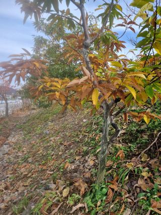 김용대님의 자유주제 · 자유게시판 작성글 사진