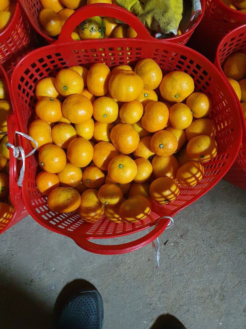 조상길님의 장터 판매 상품 [조생귤10Kg] 첨부 사진