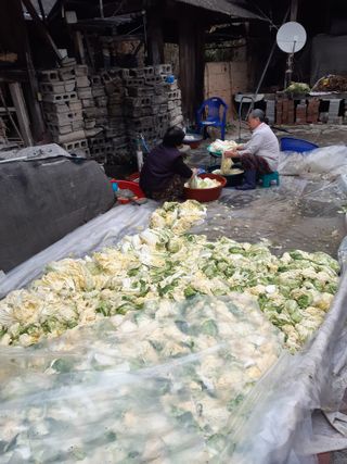 꿀6990님의 우리집 김장 자랑하기 · 참여글 작성글 사진