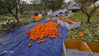 해균님의 감 · 영농일지 작성글 사진