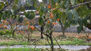 해균님의 감 · 영농일지 작성글 사진