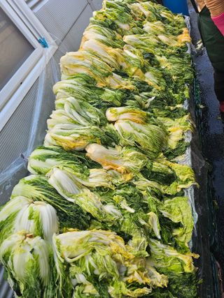 Bmww2226님의 우리집 김장 자랑하기 · 참여글 작성글 사진