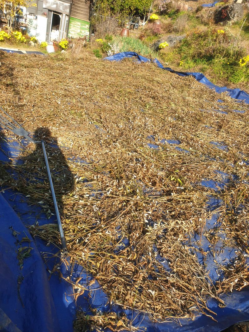 장터 상품 [어린 손주들이 잘먹는 제천 서리태1k] 썸네일