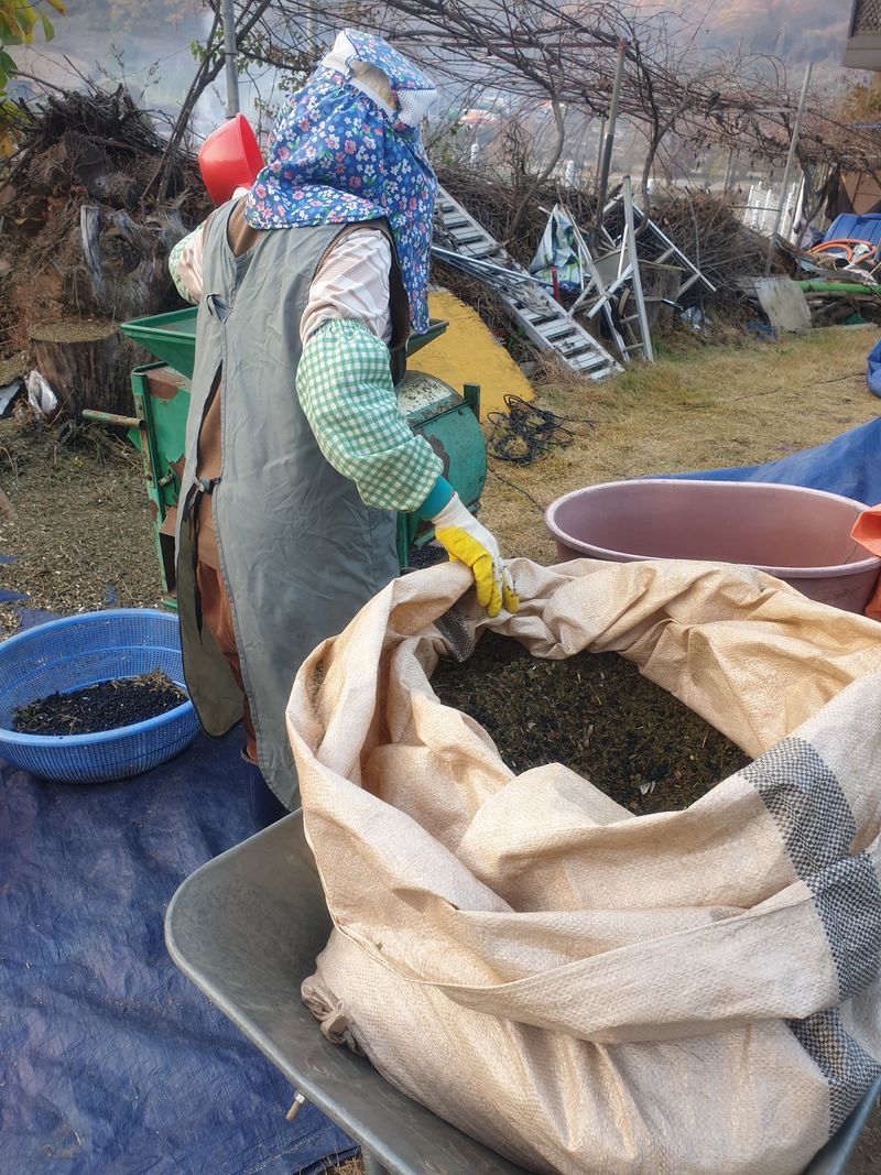 나효식님의 장터 판매 상품 [어린 손주들이 잘먹는 제천 서리태1k] 첨부 사진