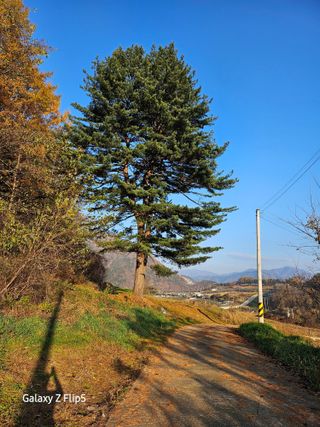 정선 숲속의농부님의 자유주제 · 자유게시판 작성글 사진