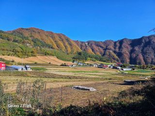 정선 숲속의농부님의 자유주제 · 자유게시판 작성글 사진