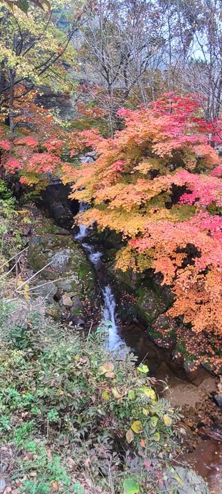 정선 숲속의농부님의 자유주제 · 자유게시판 작성글 사진
